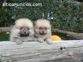 Bellos Pomerania Minis Cachorros