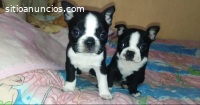 Boston Terrier Disponible