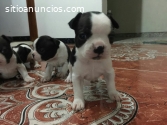 Boston Terrier Disponible