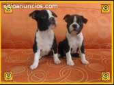 Boston Terrier  Valiente Caballero