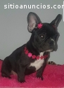 Bulldog Frances Hembra Negro Solido