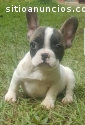 Bulldog Frances Hembra Pied Fawn