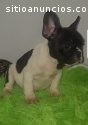 Bulldog Frances hembra y macho Vaquita