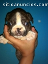 Bulldog Frances Machos Barcinos