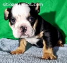 Bulldog Ingles Black Three