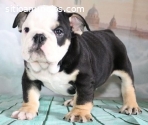 Bulldog Ingles Black Three