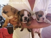 Bulldog Ingles Cachorritos Dispoibles