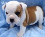 bulldog inglés de chocolate
