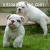 Bulldog Inglés, Yorkies, Pug