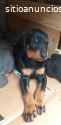 Cachorritos Doberman  Disponibles