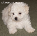 Cachorritos French Poodle Disponibles