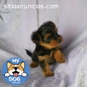 Yorshkire miniatura macho yorkie