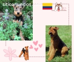 Cachorros airedale terrier colombia