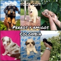 Cachorros de raza en venta, Colombia