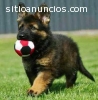 Cachorros German Shepard disponibles par