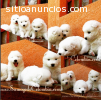 Cachorros Raza samoyedo en venta