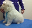 Cachorros samoyedo de calidad! Abril2016