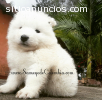 Cachorros Samoyedo en venta