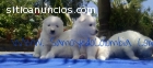 Cachorros Samoyedo Puros en venta