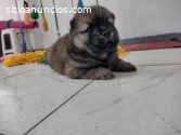 CAMADA DE CACHORRITOS CHO CHOW GARANTIA