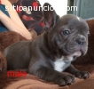 Cariñoso machos y hembras Bulldog Francé