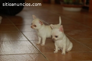 Chihuahua Cachorritos En Venta