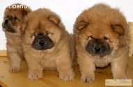 Chow Chow Cachorros En Venta