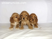 Cocker Spaniel Cachorrito Disponible