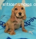 Cocker Spaniel hembras y machos