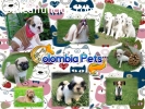 COLOMBIA PETS CRIADERO DE CACHORROS