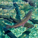 Comercializa trucha y tilapia