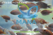 Compra trucha cultivada en sistemas Maná