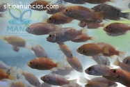 Cosecha peces en sistemas productivos pi