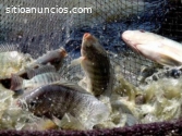 Criaderos de peces truchas y tilapias
