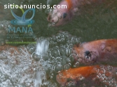 Crianza de peces en sistemas acuícolas