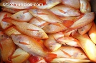 Crianza superintensiva de tilapia y truc