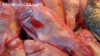 ¡Criar trucha y tilapia es el nuevo nego