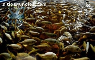 Cultive tilapia en su finca