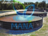 Cultivo de mojarra en tanques