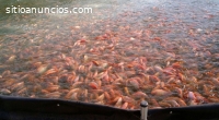 Cultivo de peces en tanques