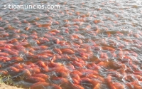 Cultivo de peces rentable, sistemas