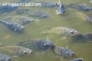Cultivo de tilapia roja superintensivo