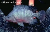 Cultivo de tilapia roja superintensivo