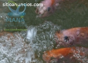 Cultivos de peces para fincas