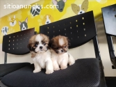 DE SUBLIME BELLEZA Shihtzu CACHORRITOS