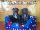 Disponible Cachorritos Pitbull