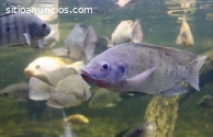 Dispositivos y sistemas piscícolas
