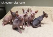 Divinos Adorables Gatos Esfinge Sphynx