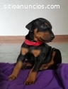 Doberman Disponibles