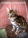 El Gato Bengali Garantía Bebés Hermosos